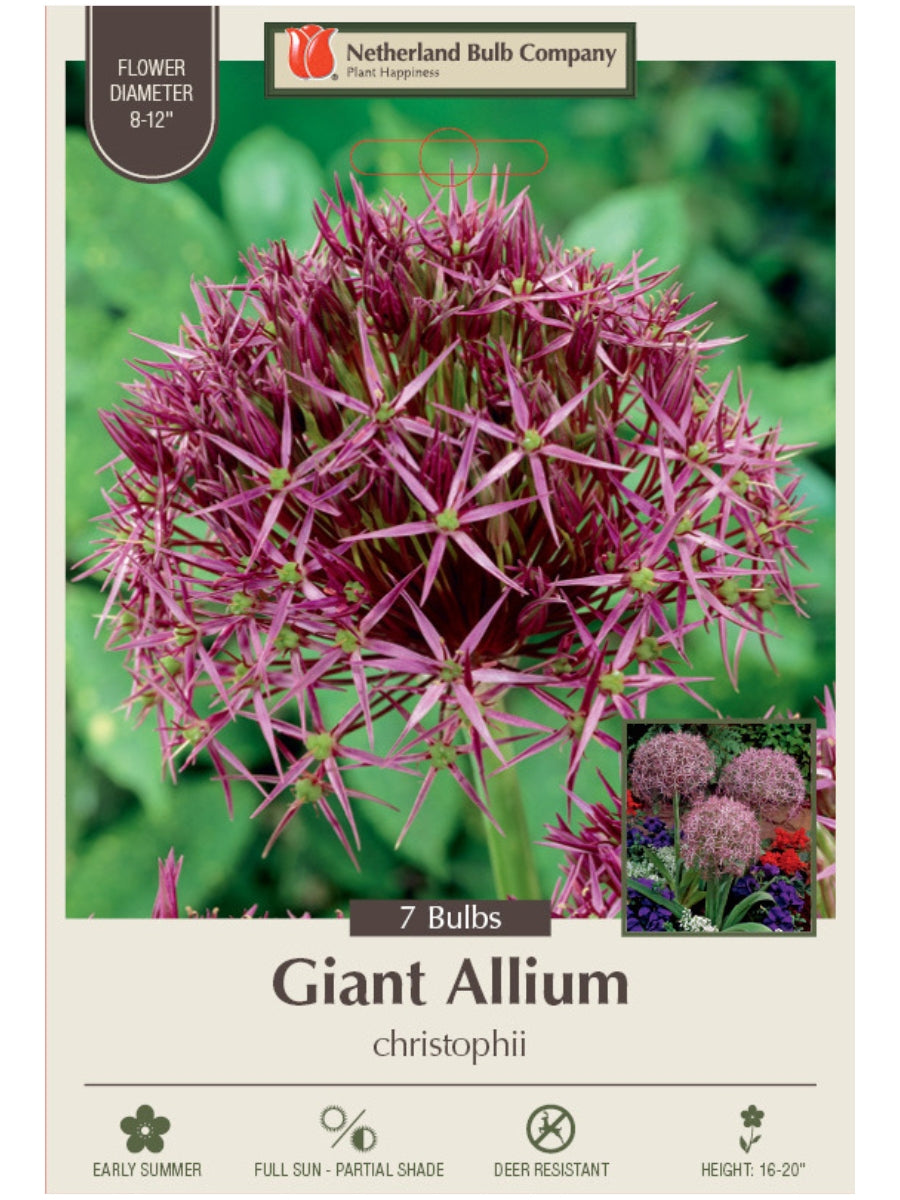 Allium 'Christophii' - Bulb Pack